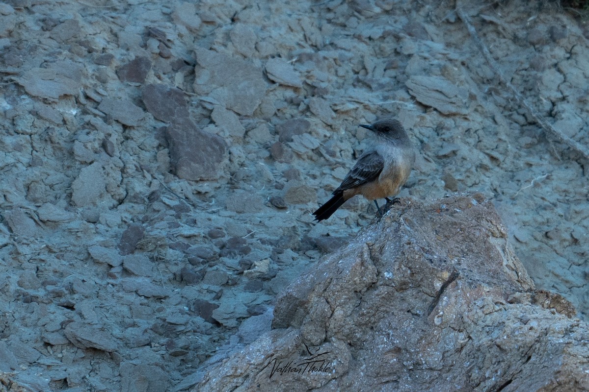 Say's Phoebe - Nathan Thokle