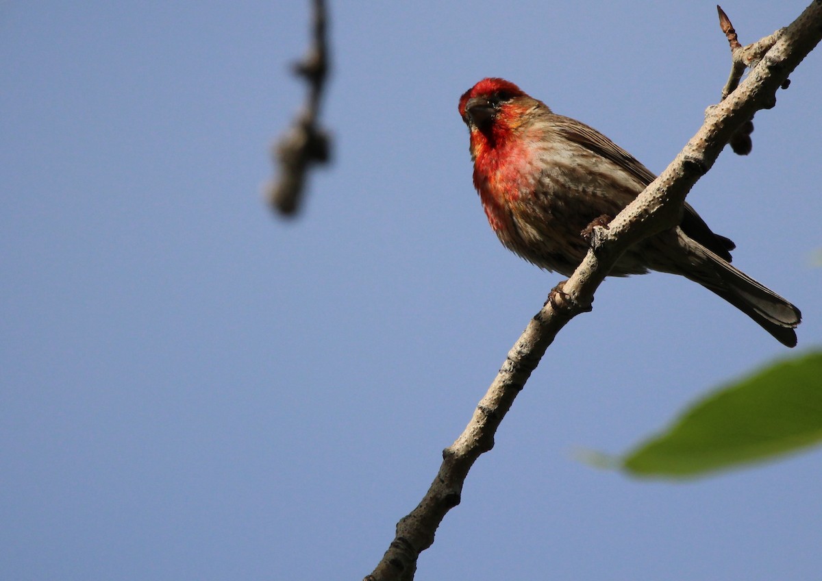 House Finch - ML620574457