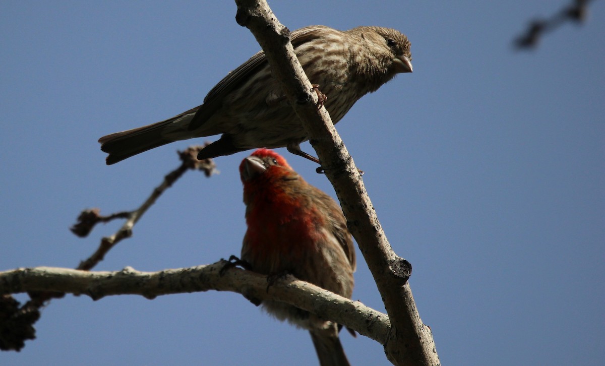 House Finch - ML620574458