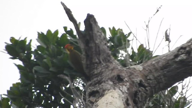 Yellow-throated Woodpecker - ML620574464