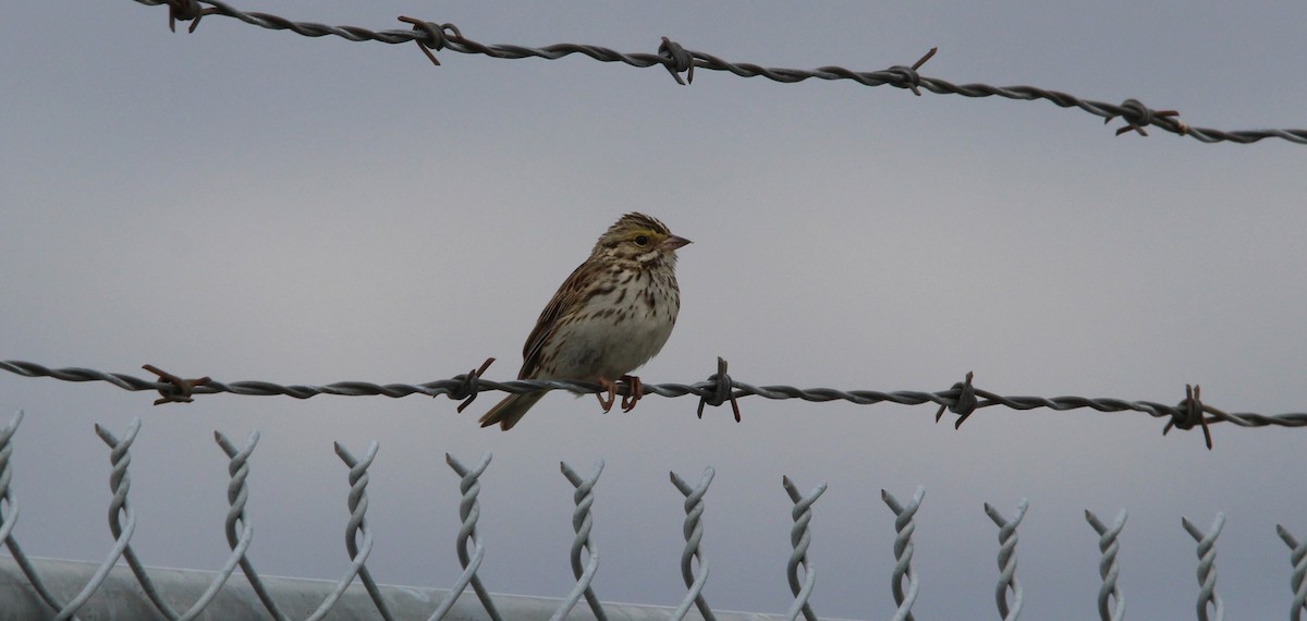 Savannah Sparrow - ML620574466