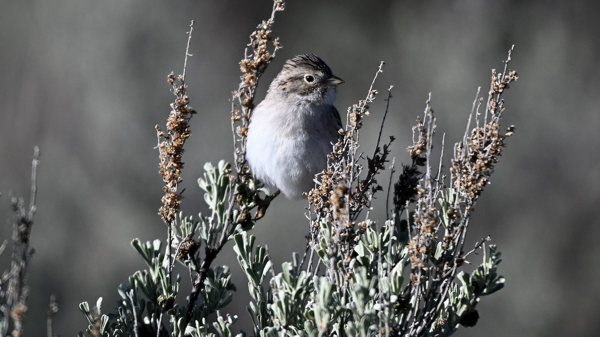 Brewer's Sparrow - ML620574468