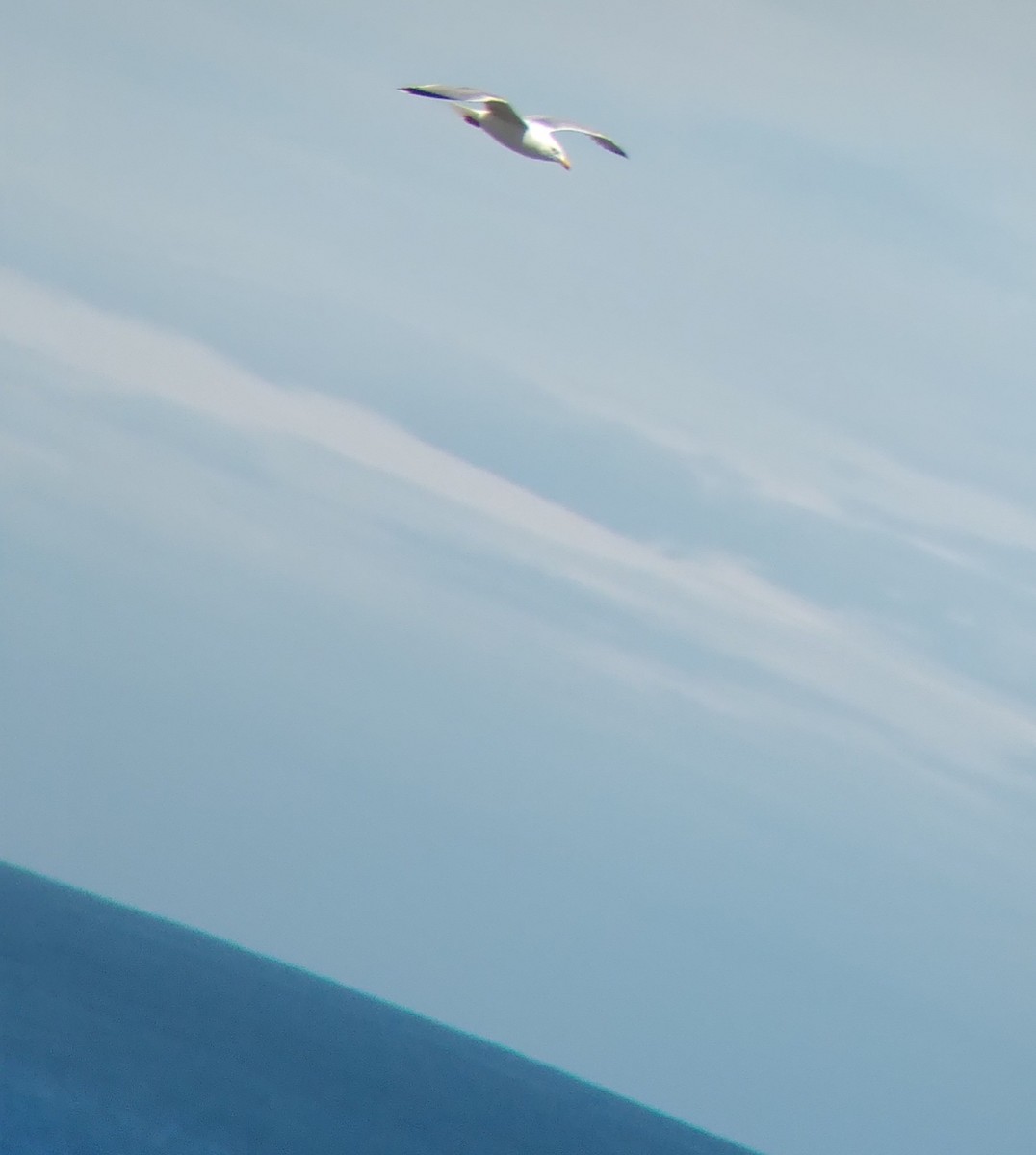 Yellow-legged Gull - Lucas Andrés Castellano