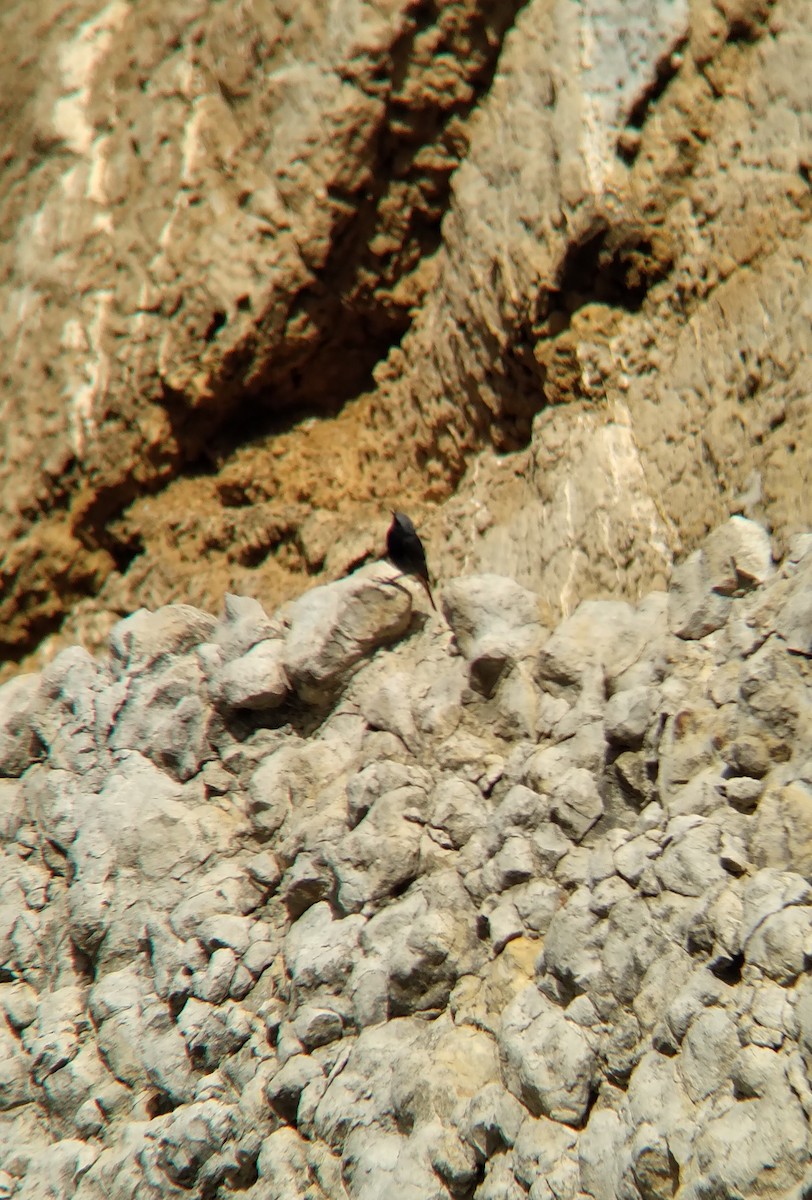 Black Redstart - ML620574492