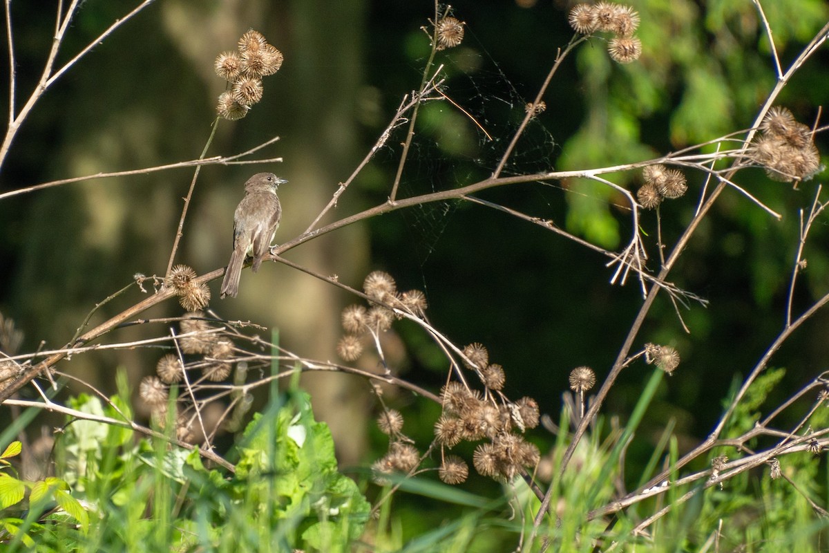 Eastern Phoebe - ML620574495