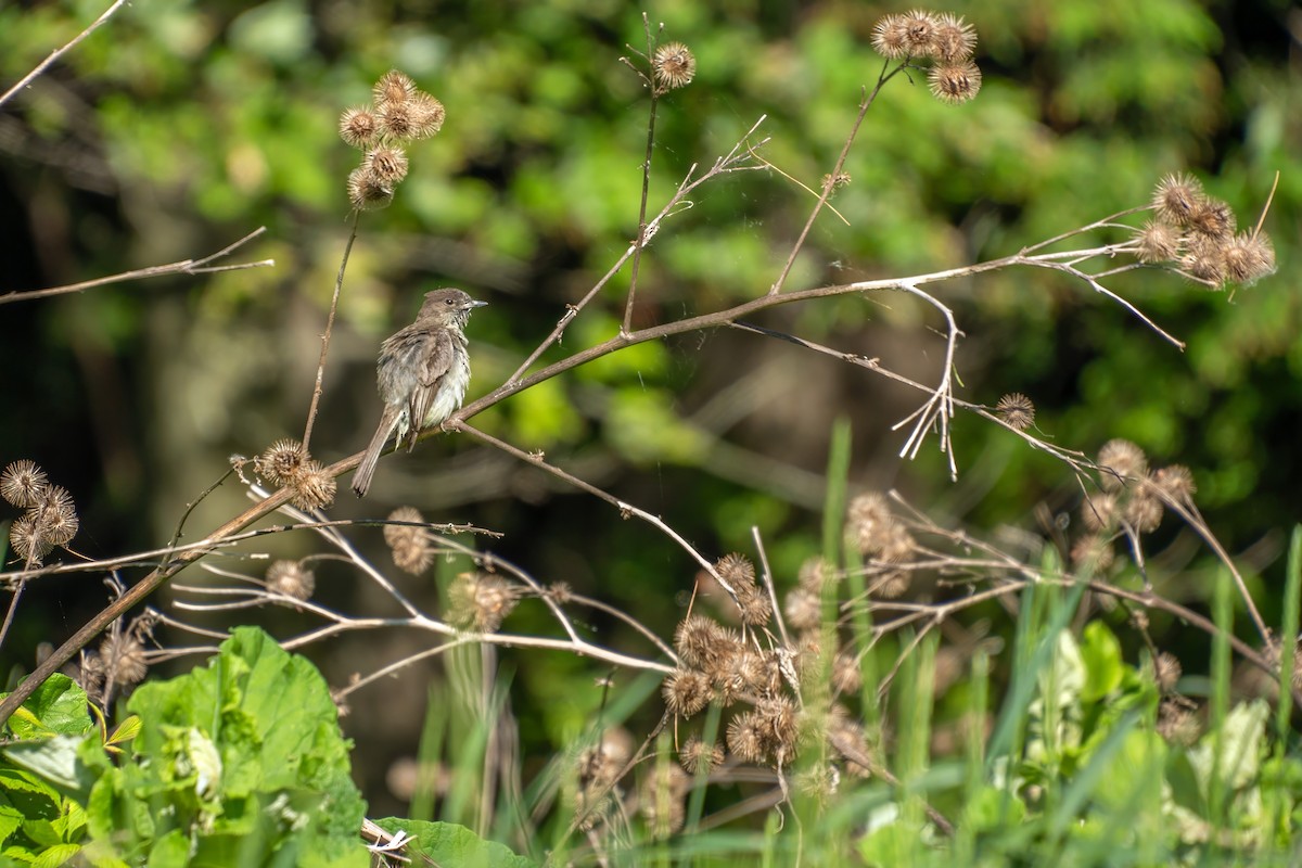 Eastern Phoebe - ML620574496