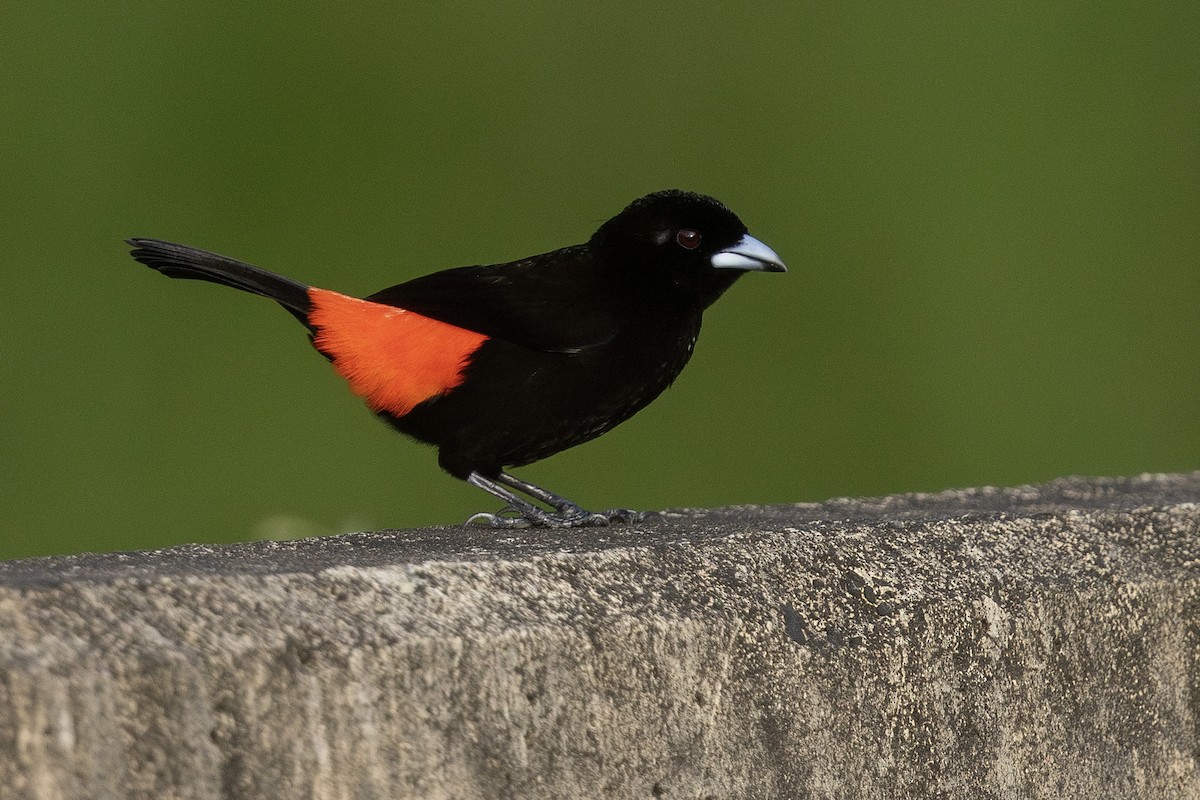 Scarlet-rumped Tanager (Cherrie's) - ML620574500