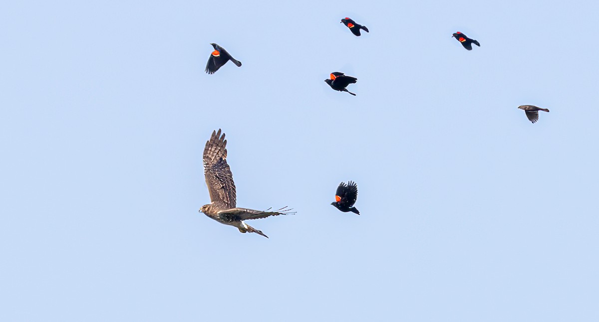 Northern Harrier - ML620574545