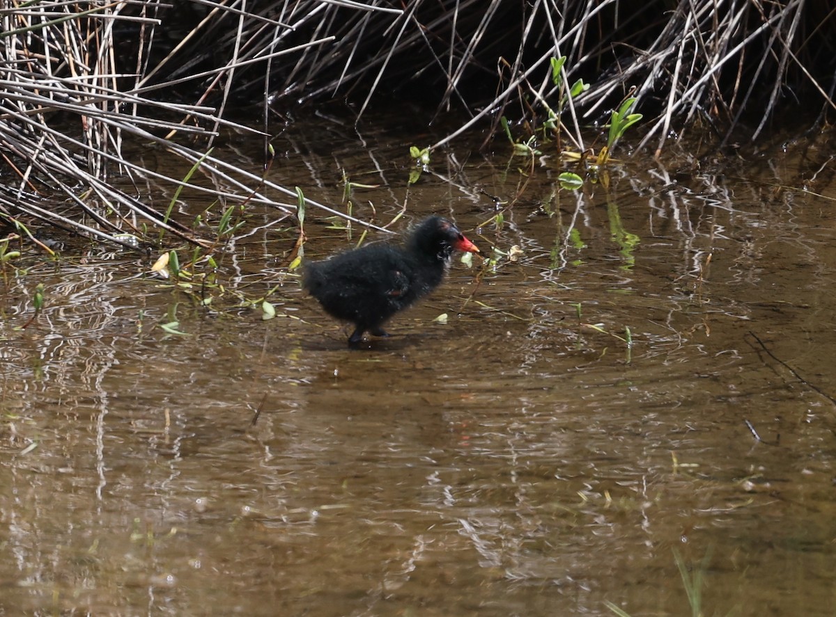 Gallinule poule-d'eau - ML620574546