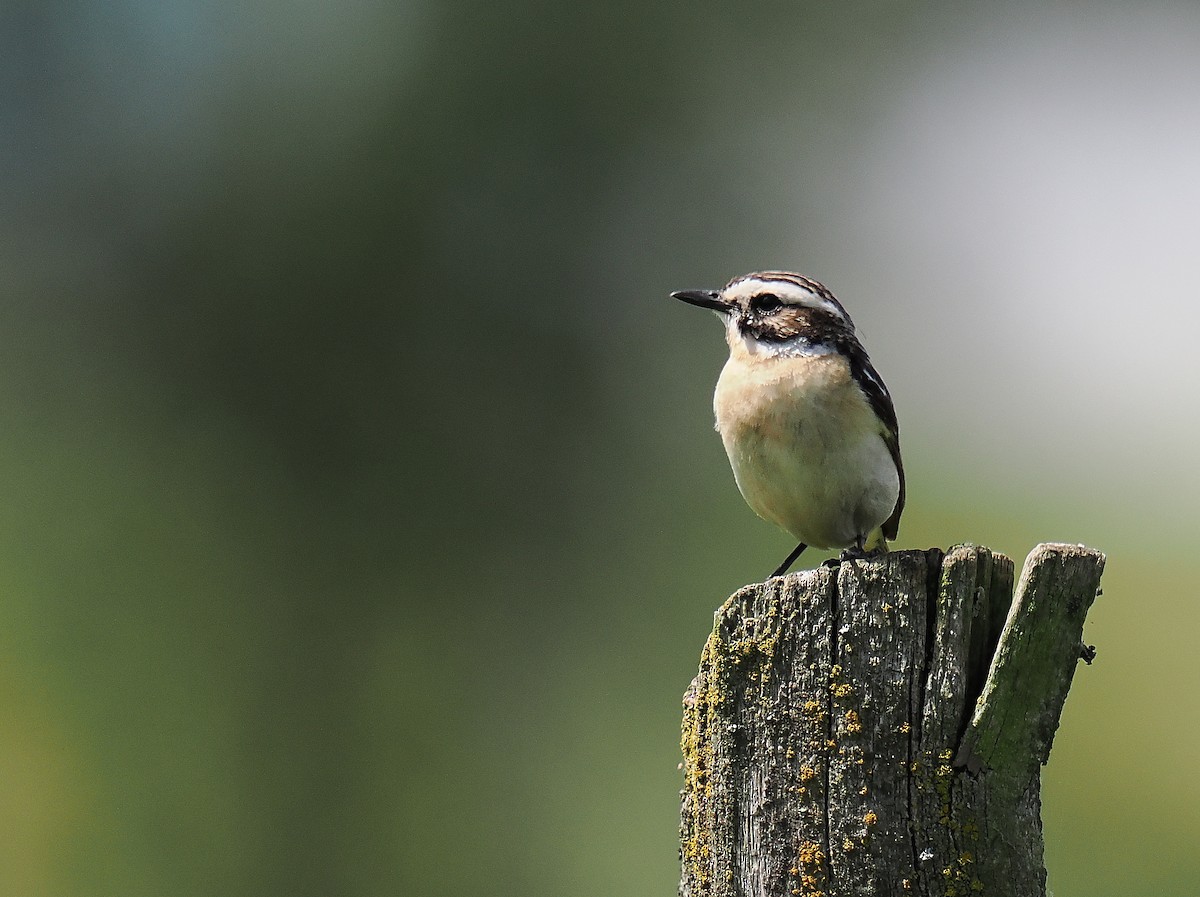 Whinchat - ML620574596