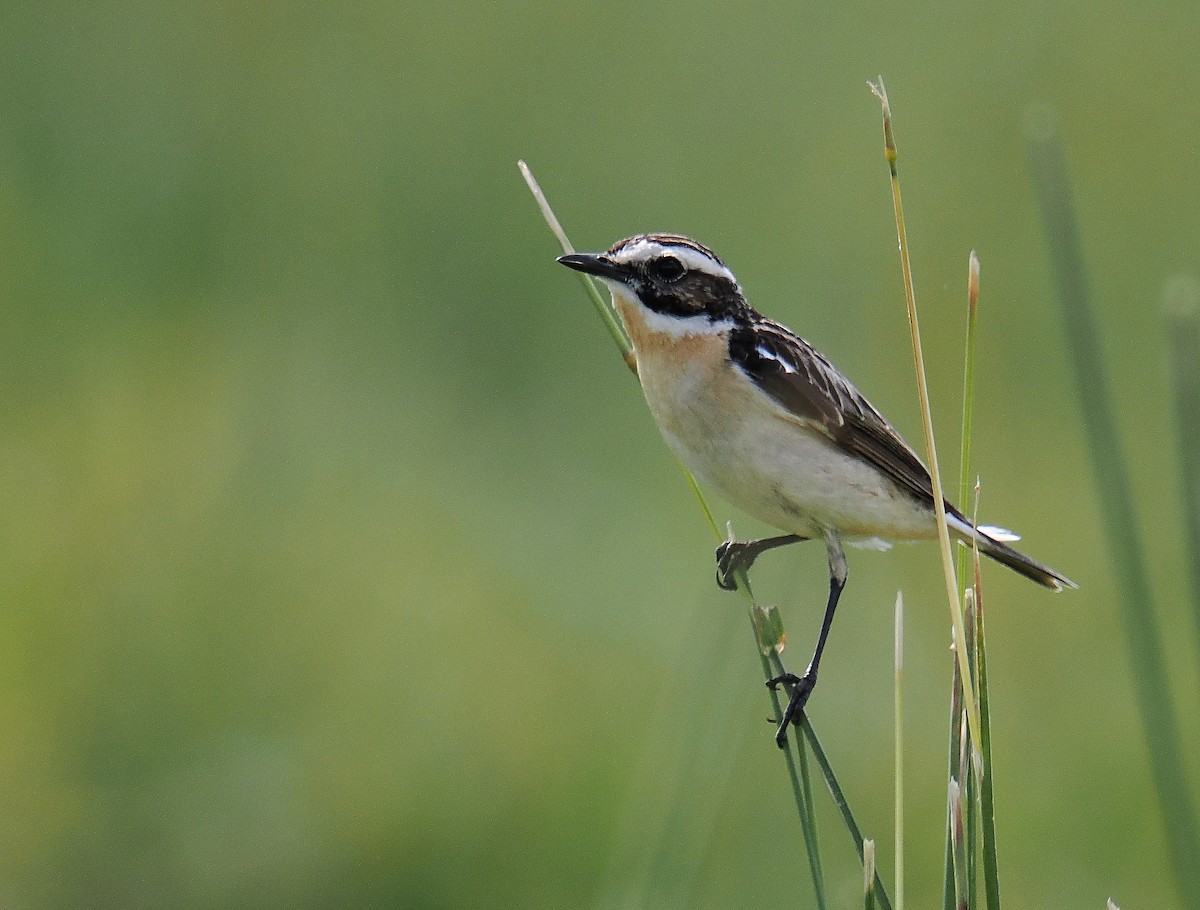 Whinchat - ML620574606