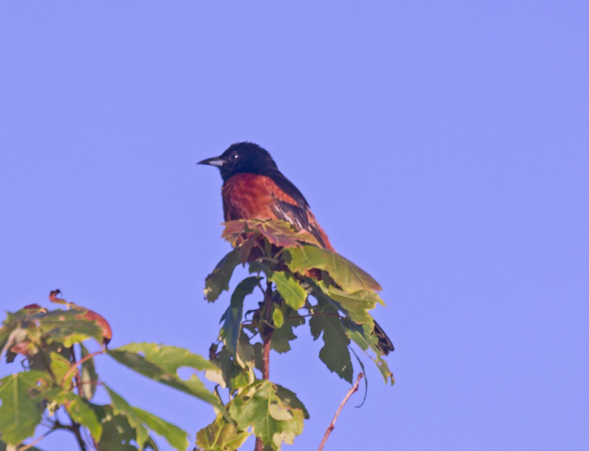 Orchard Oriole - john chella