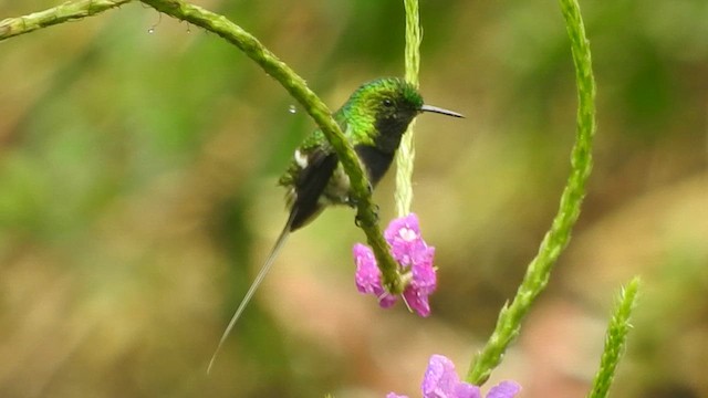 kolibřík nížinný - ML620574611
