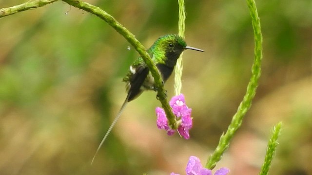 Black-bellied Thorntail - ML620574611