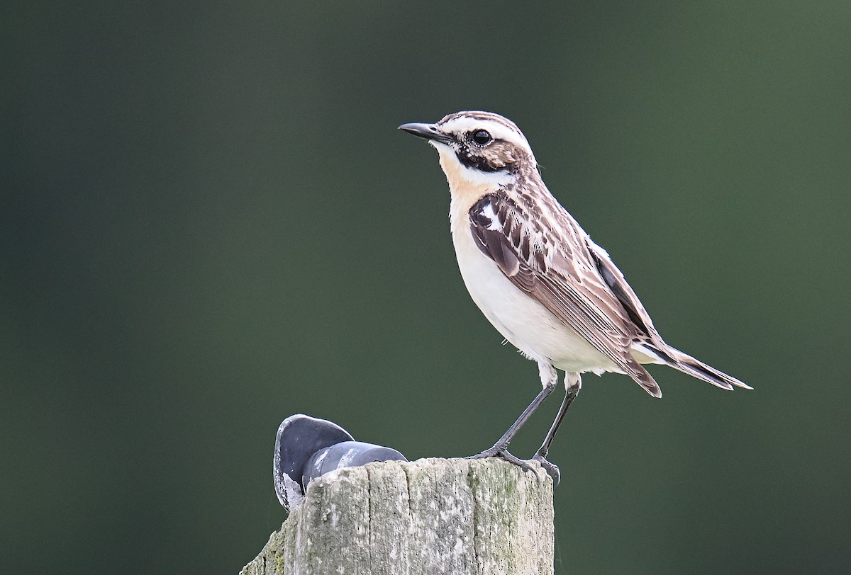 Whinchat - ML620574617