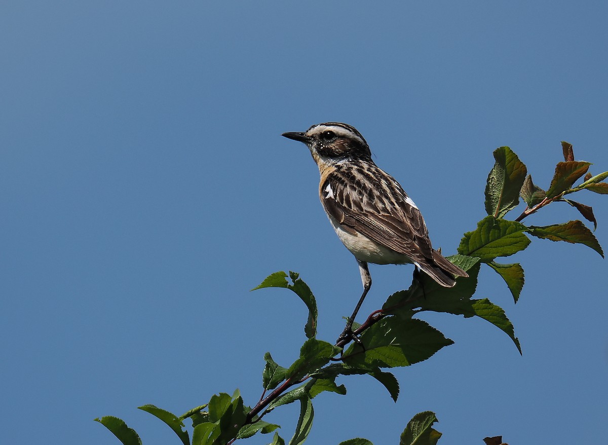 Whinchat - ML620574627