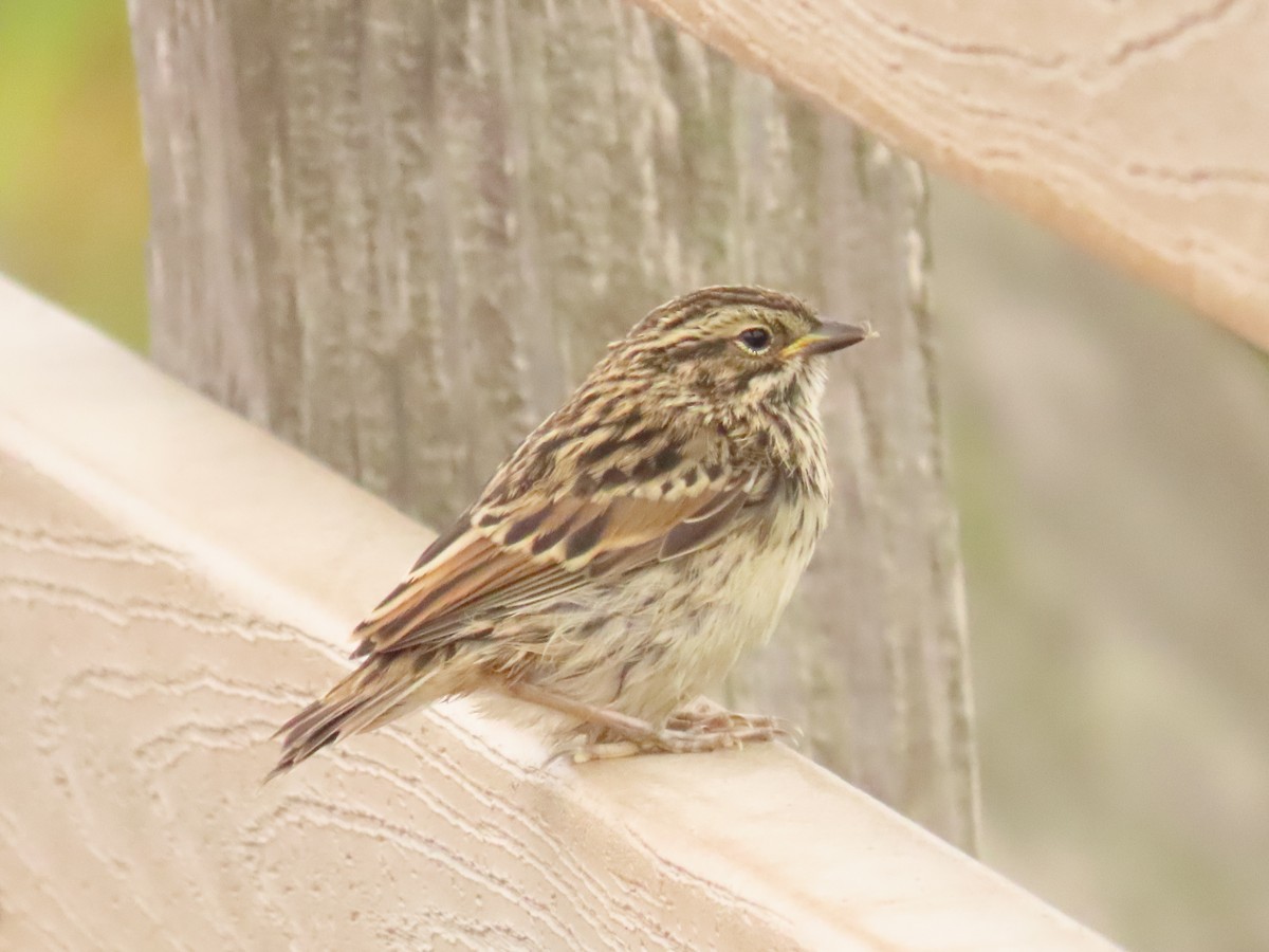 Savannah Sparrow - ML620574633