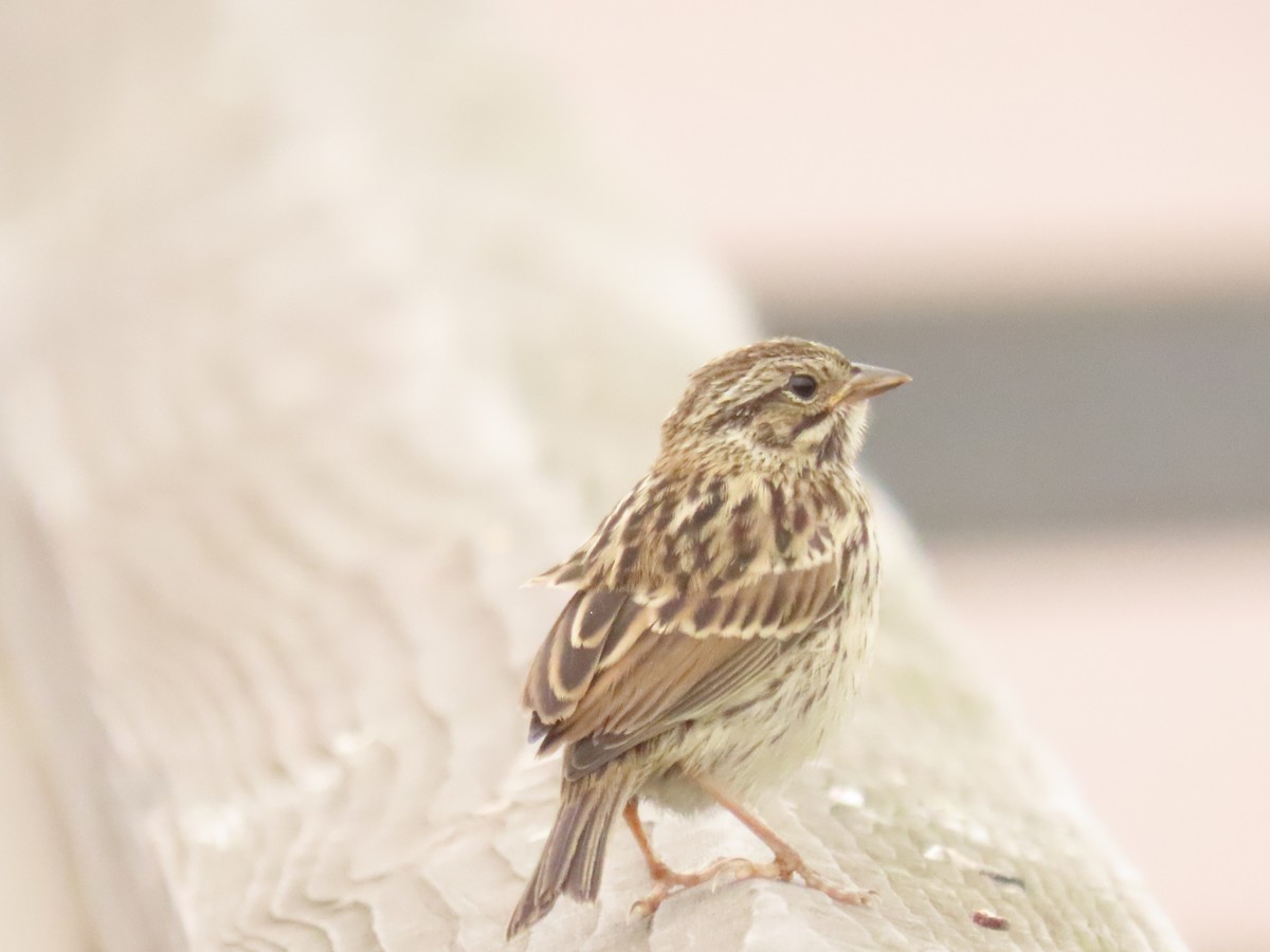 Savannah Sparrow - ML620574634