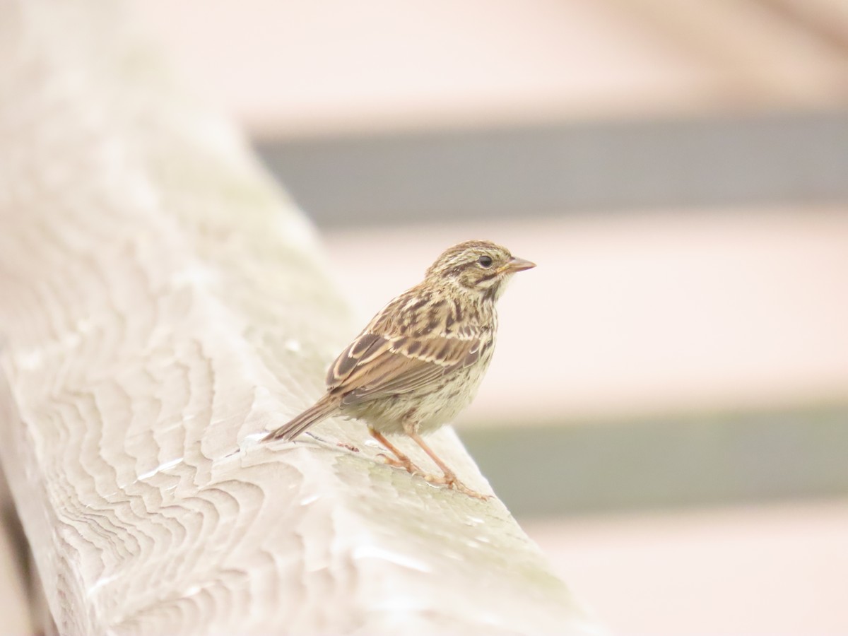 Savannah Sparrow - ML620574635