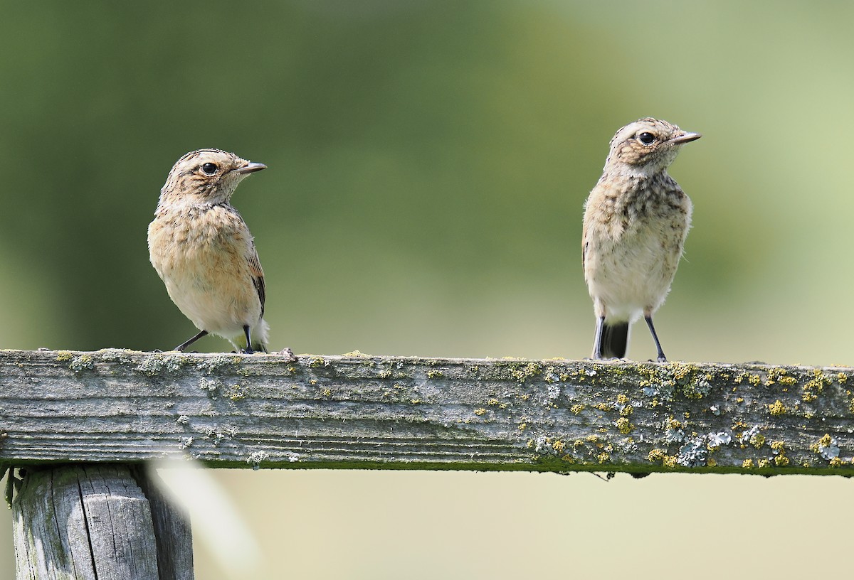 Whinchat - ML620574637