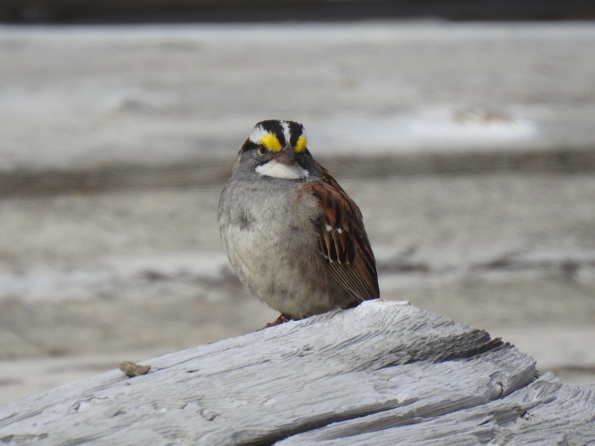 White-throated Sparrow - ML620574656