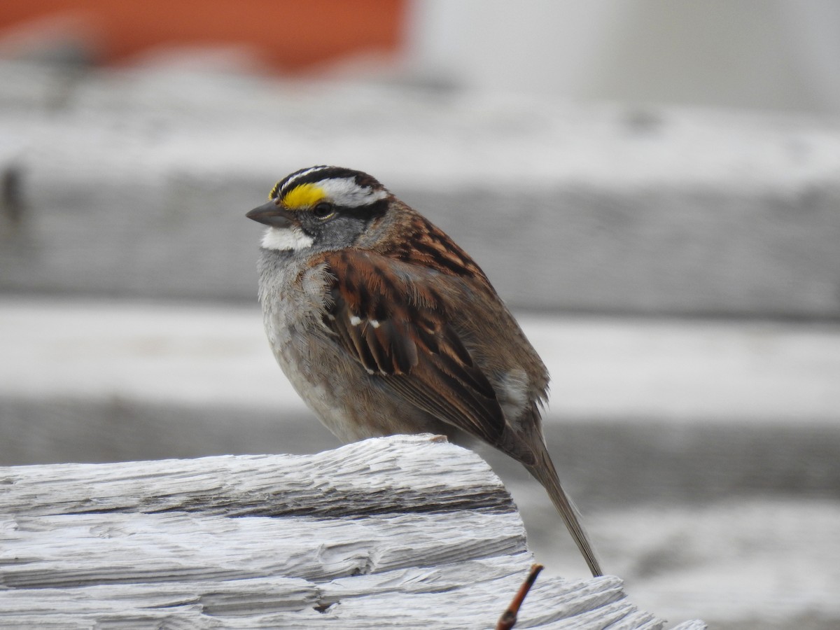 White-throated Sparrow - ML620574657