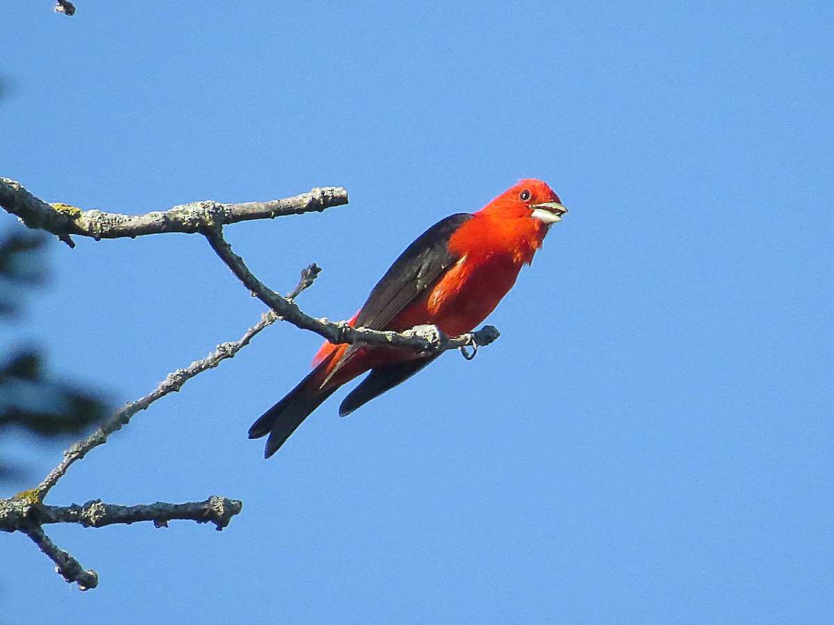 Scarlet Tanager - ML620574678