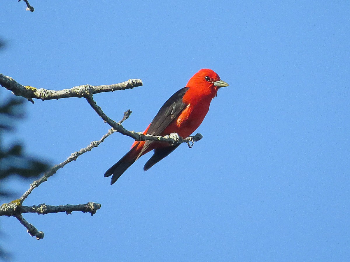 Scarlet Tanager - ML620574679