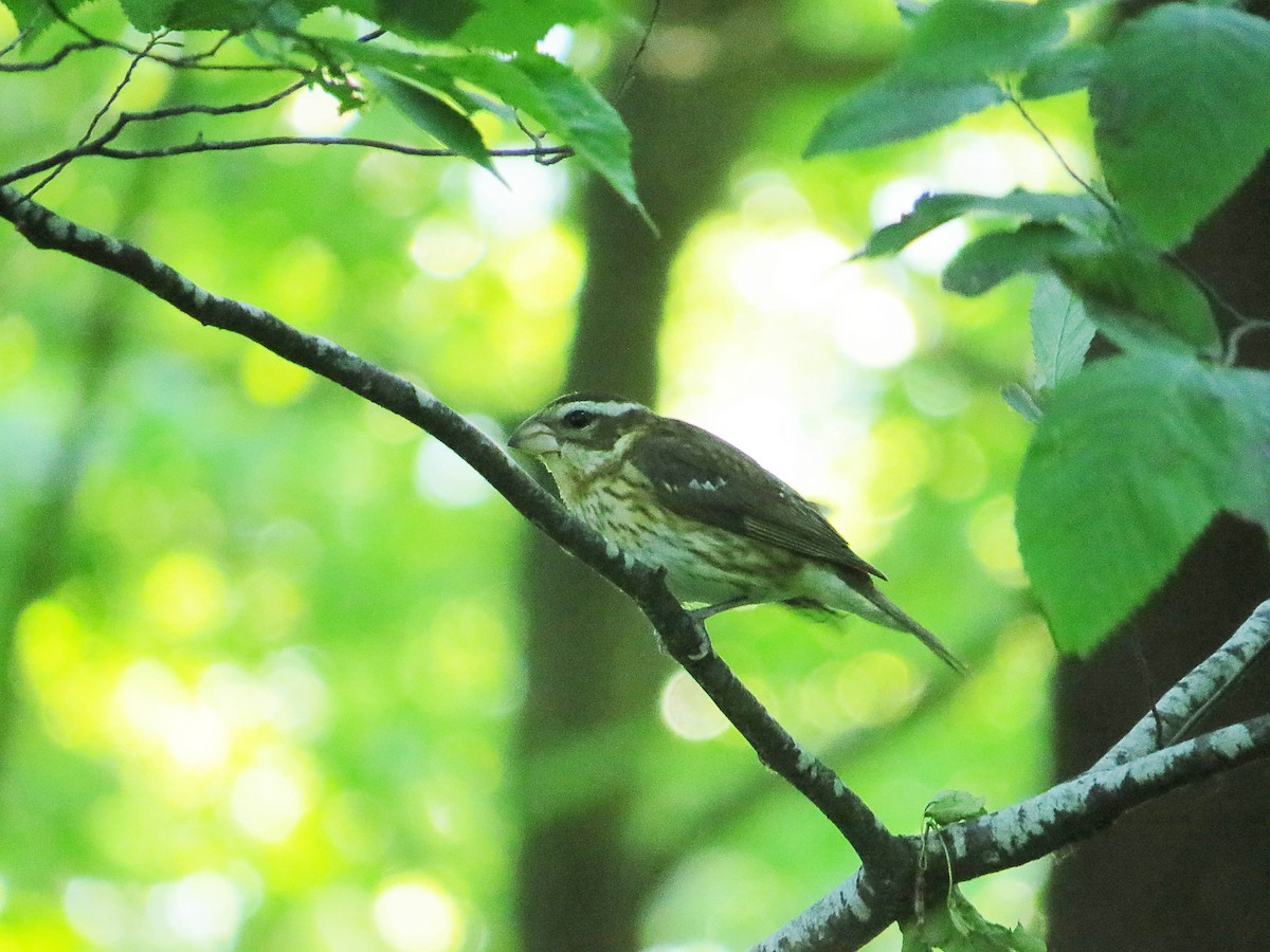 Rose-breasted Grosbeak - ML620574685