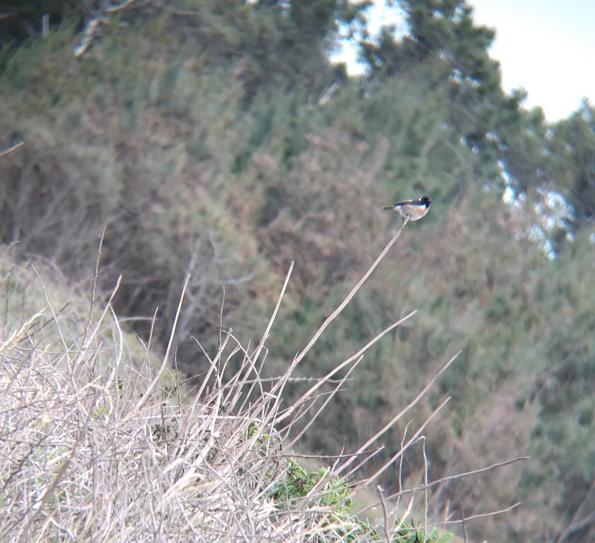 European Stonechat - Lucas Andrés Castellano