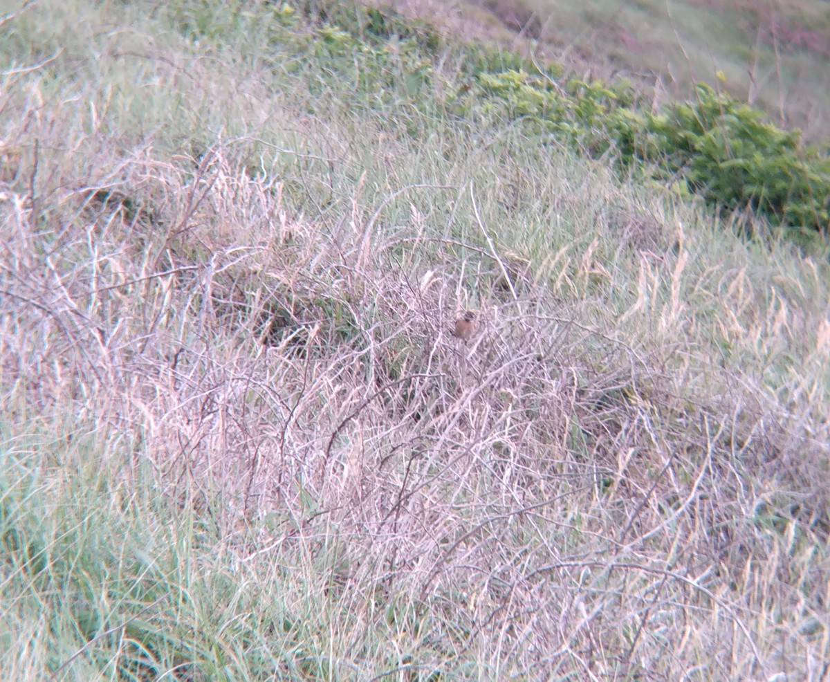 European Stonechat - ML620574688