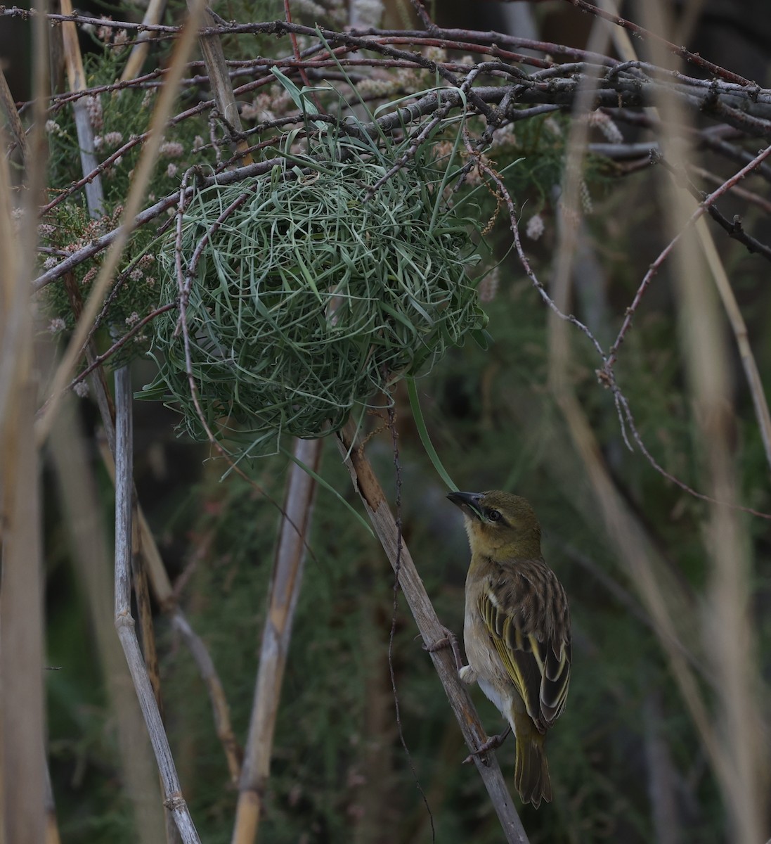 Black-headed Weaver - Anonymous