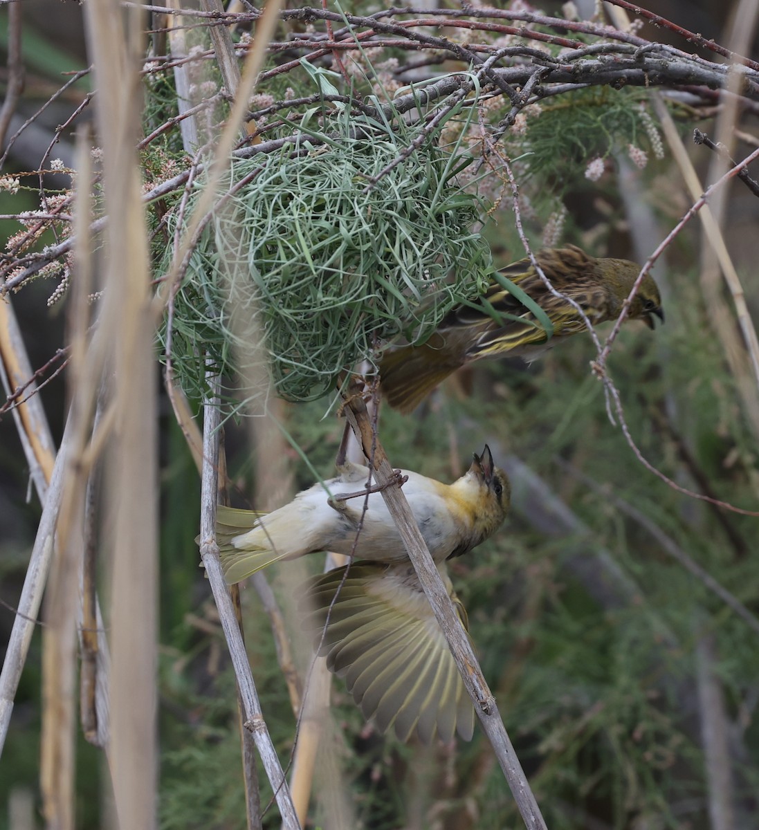 Black-headed Weaver - ML620574698