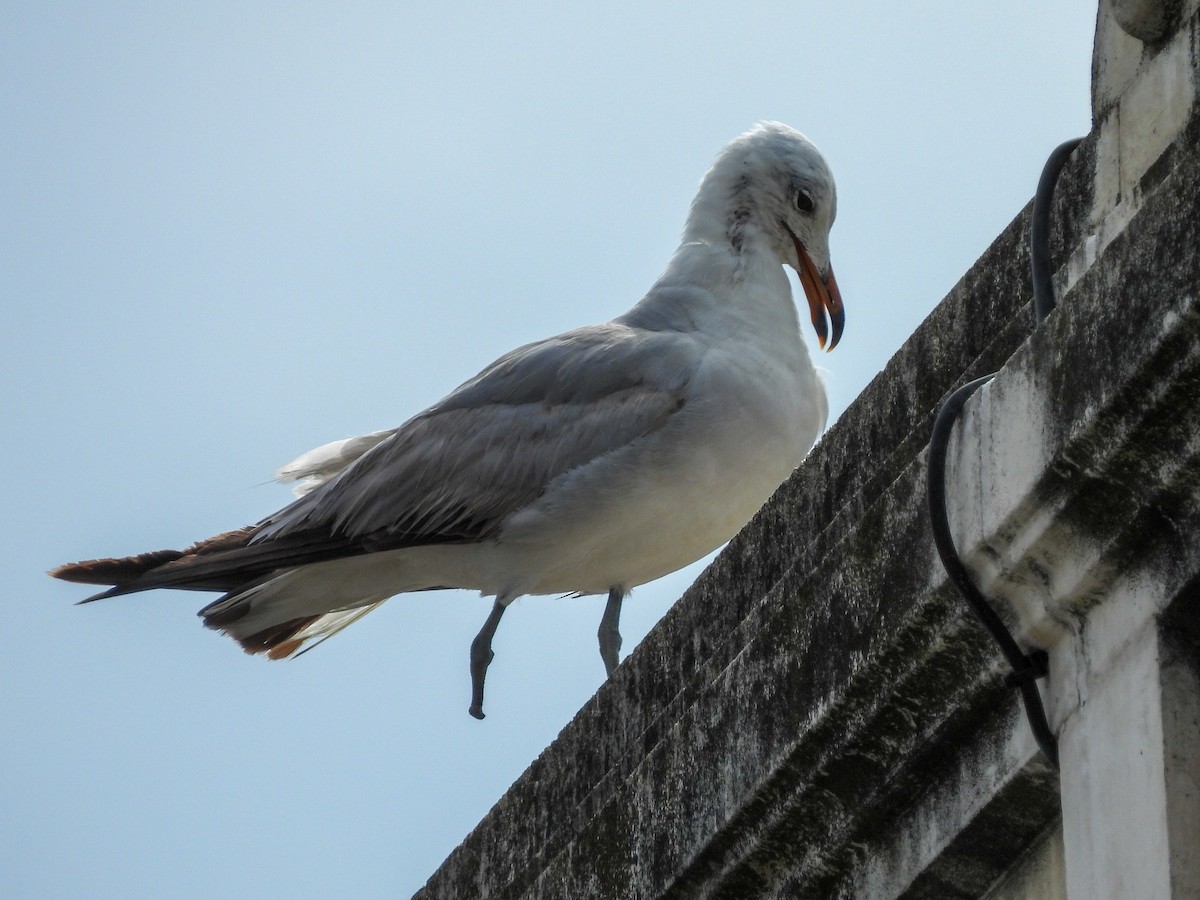 Audouin's Gull - ML620574707