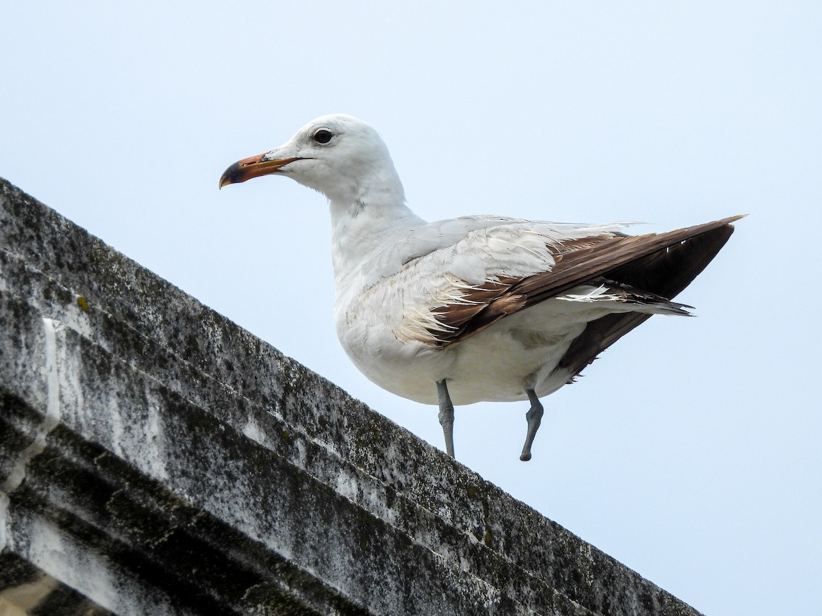 Gaviota de Audouin - ML620574709