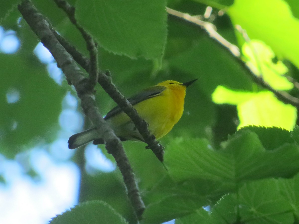 Prothonotary Warbler - ML620574717