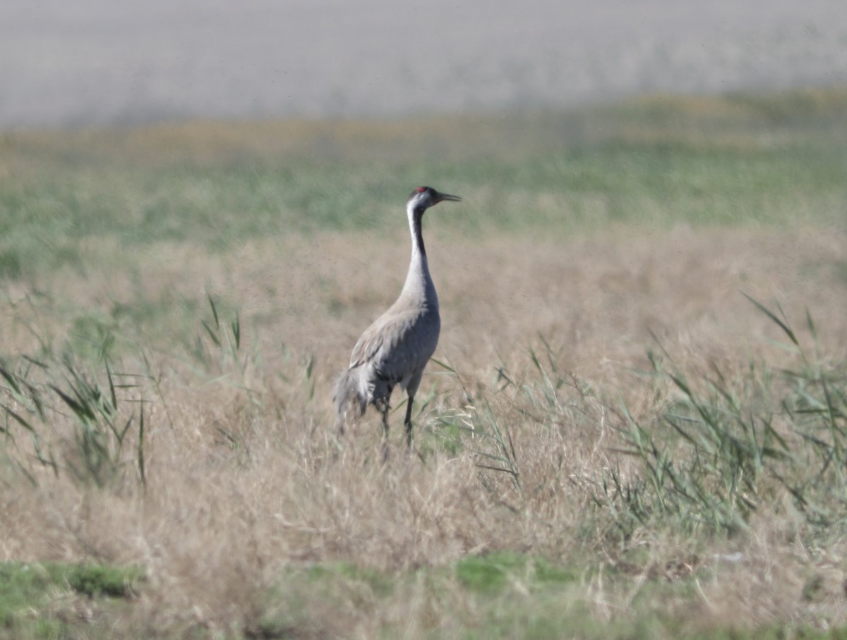 Grulla Común - ML620574733