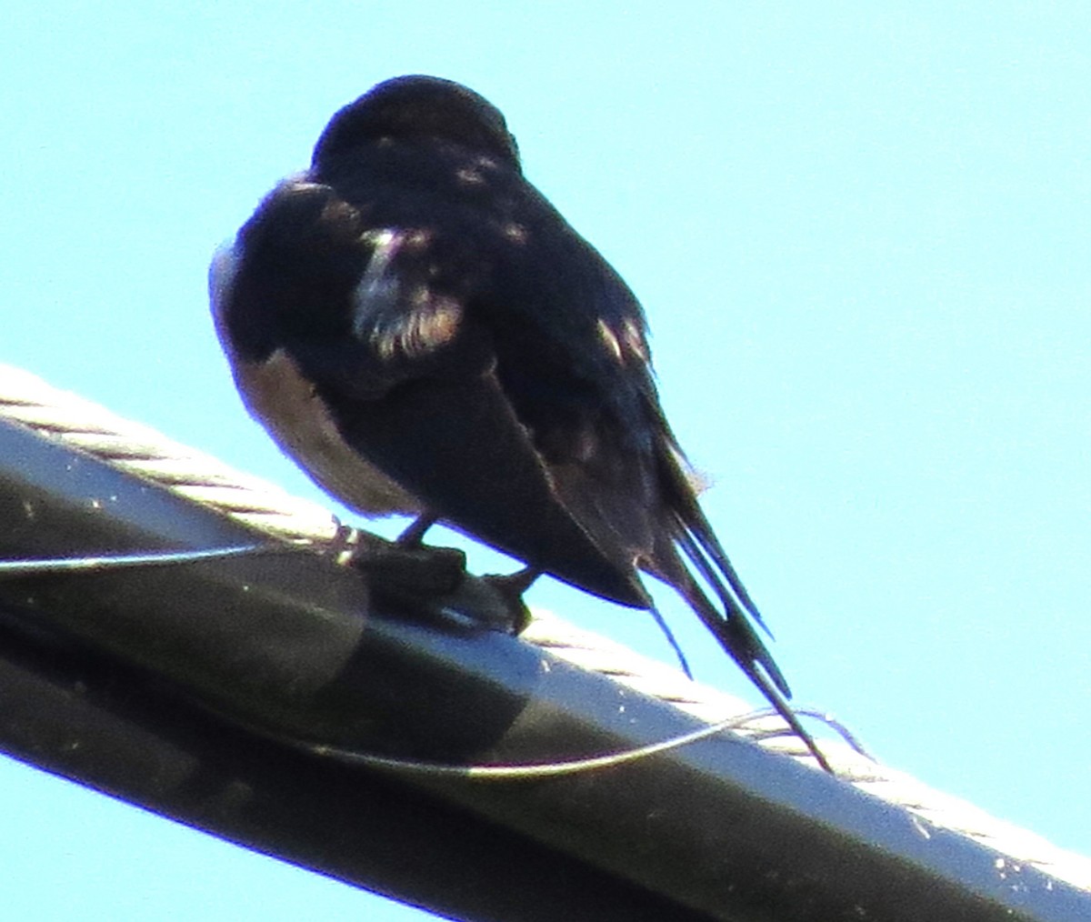 Barn Swallow - ML620574734