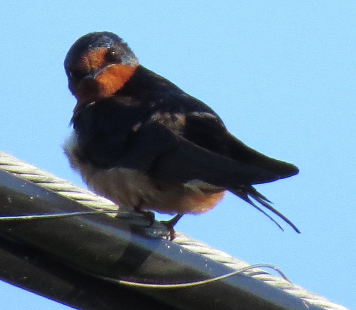 Barn Swallow - ML620574740