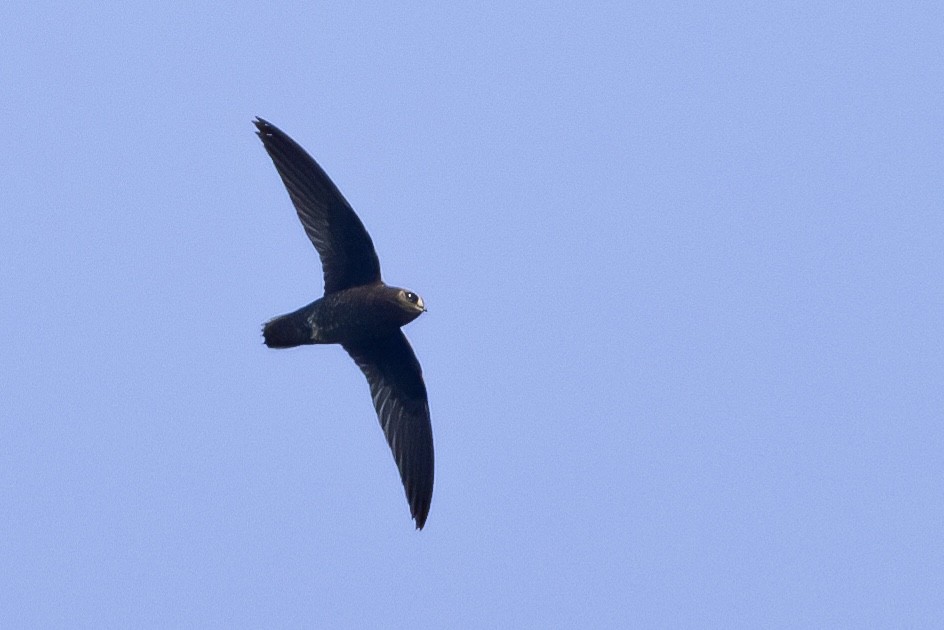 Spot-fronted Swift - ML620574741