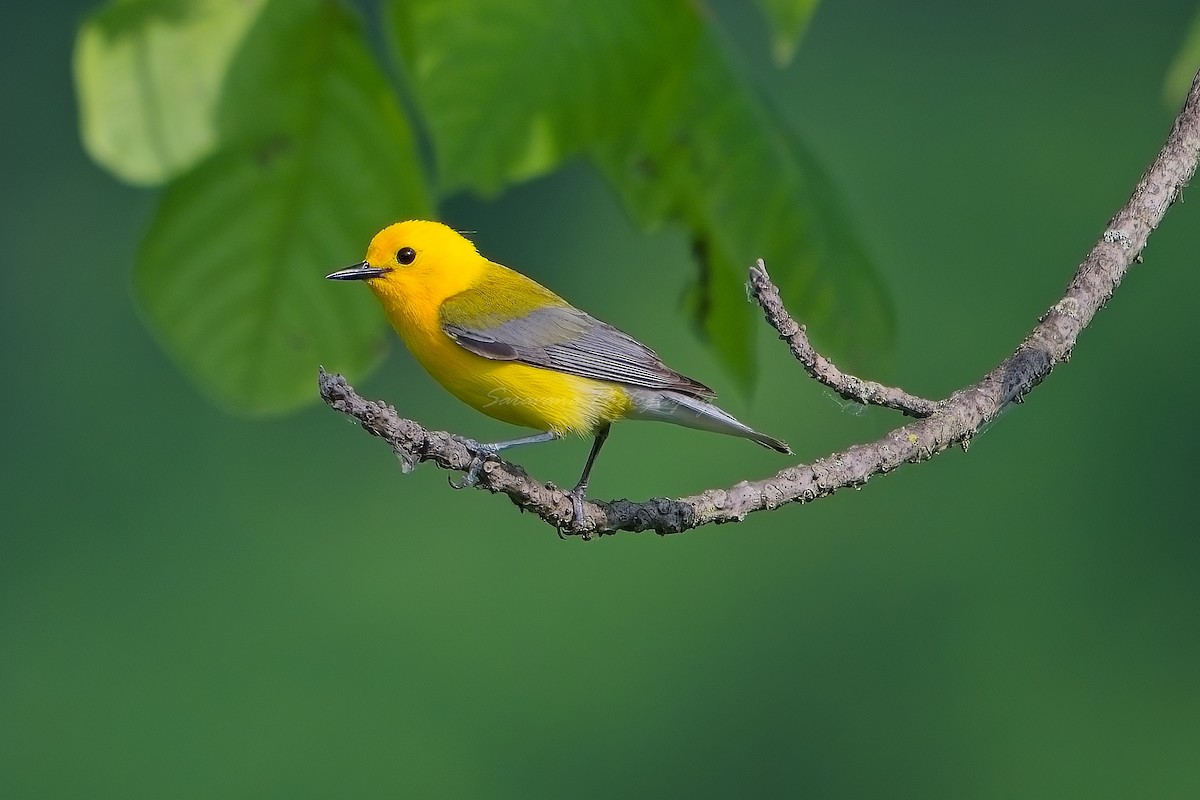 Prothonotary Warbler - ML620574742