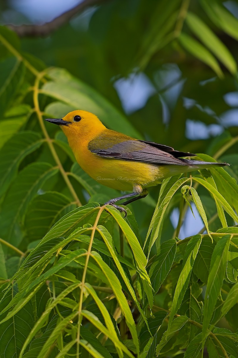 Prothonotary Warbler - ML620574743