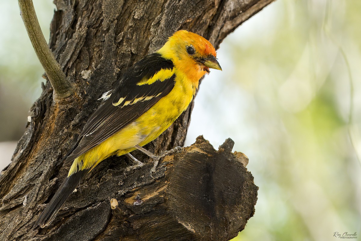Western Tanager - ML620574744