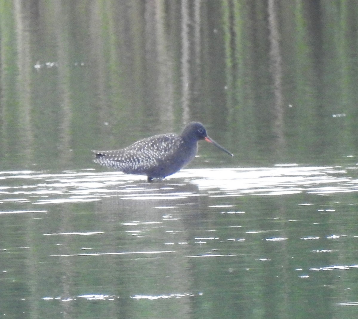 Spotted Redshank - ML620574748