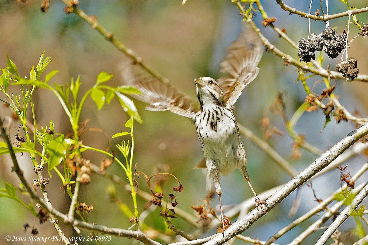 Song Sparrow - ML620574752