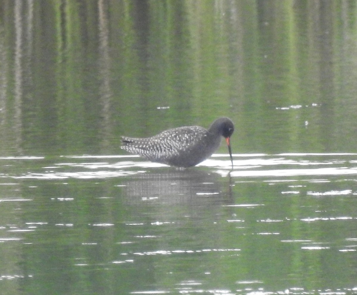 Spotted Redshank - ML620574754