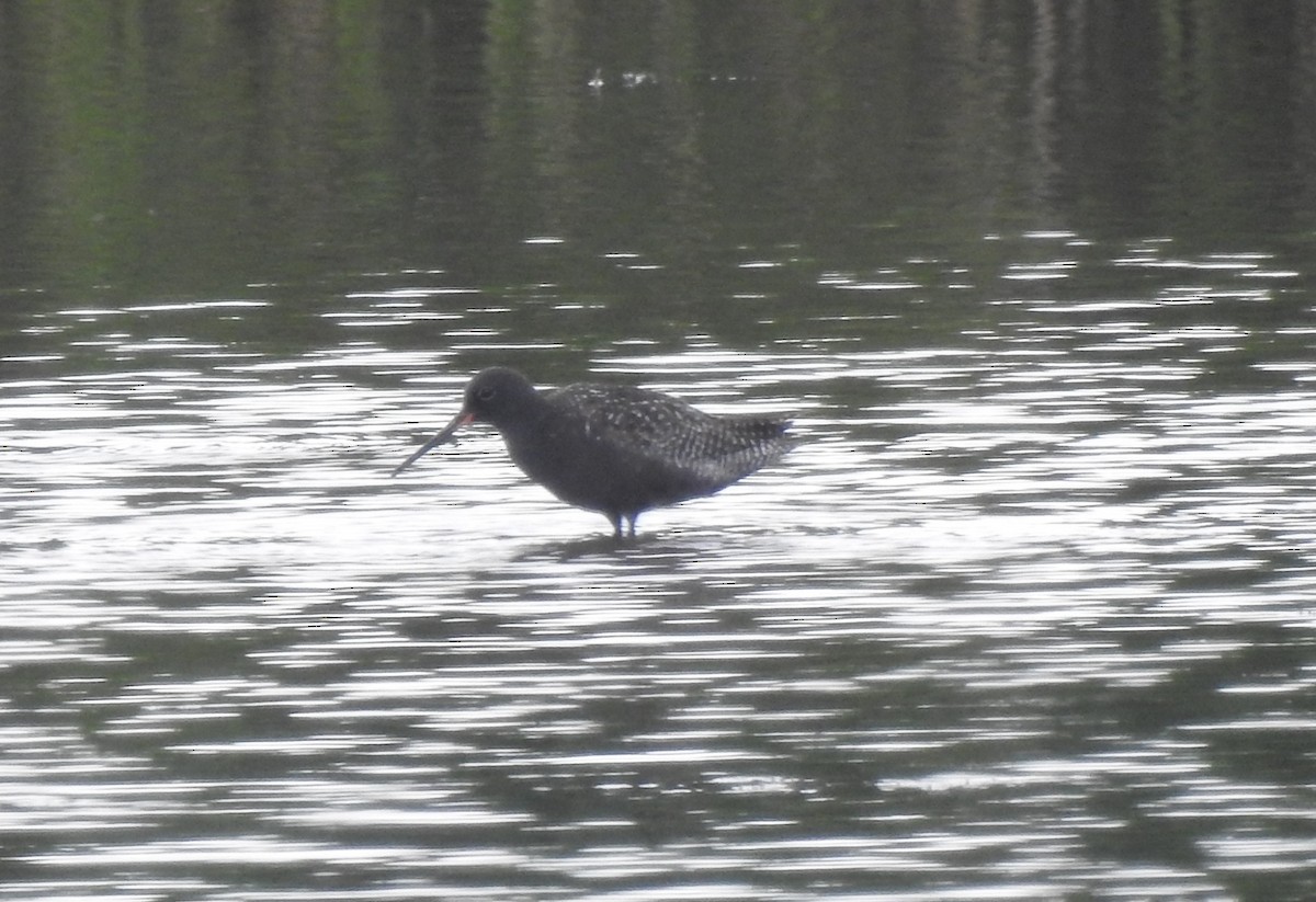 Spotted Redshank - ML620574757