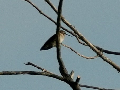 Ruby-throated Hummingbird - ML620574761