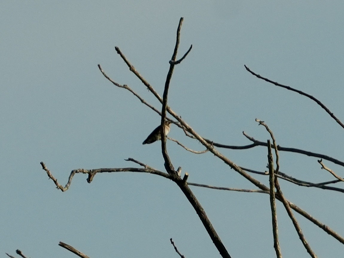 Ruby-throated Hummingbird - ML620574762