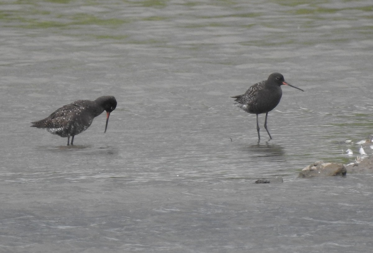 Spotted Redshank - ML620574770